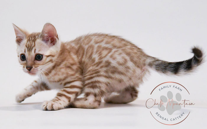Bengal kitten for sale